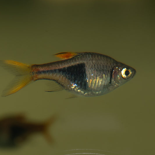 Harlequin Rasbora (Trigonostigma (Rasbora) heteromorpha)