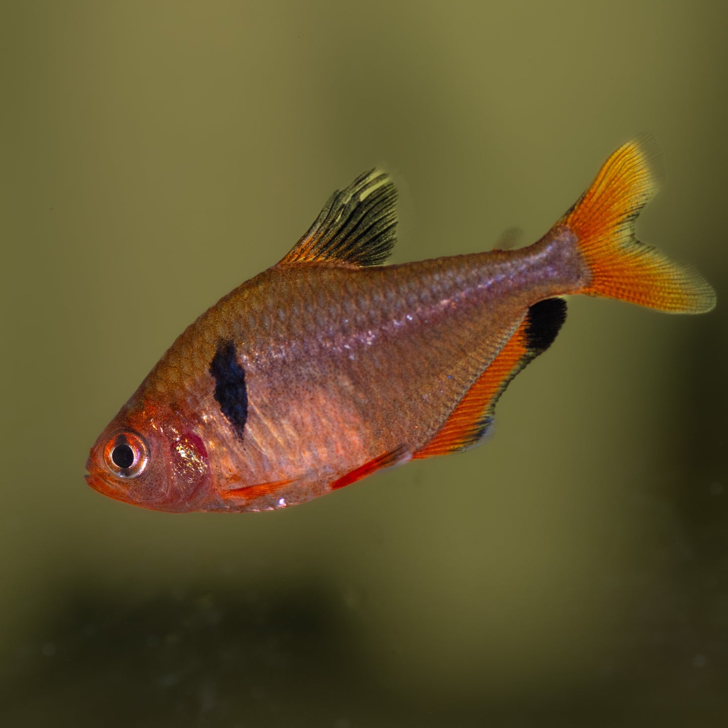 Long Fin Serpae Tetra (Hyphessobrycon eques)