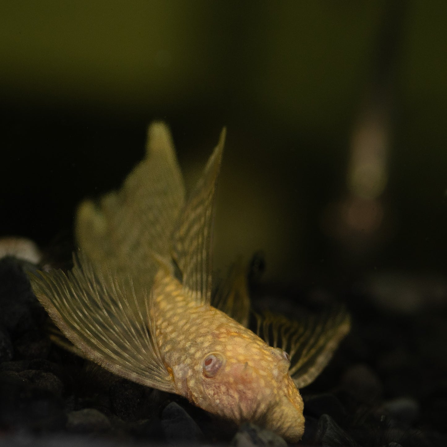 Albino Longfin Bristlenose