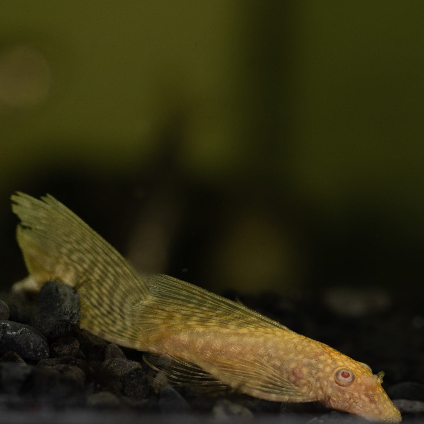 Albino Longfin Bristlenose