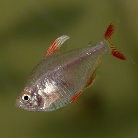 White Finned Tetra (Hyphessobrycon sp. ornatus)