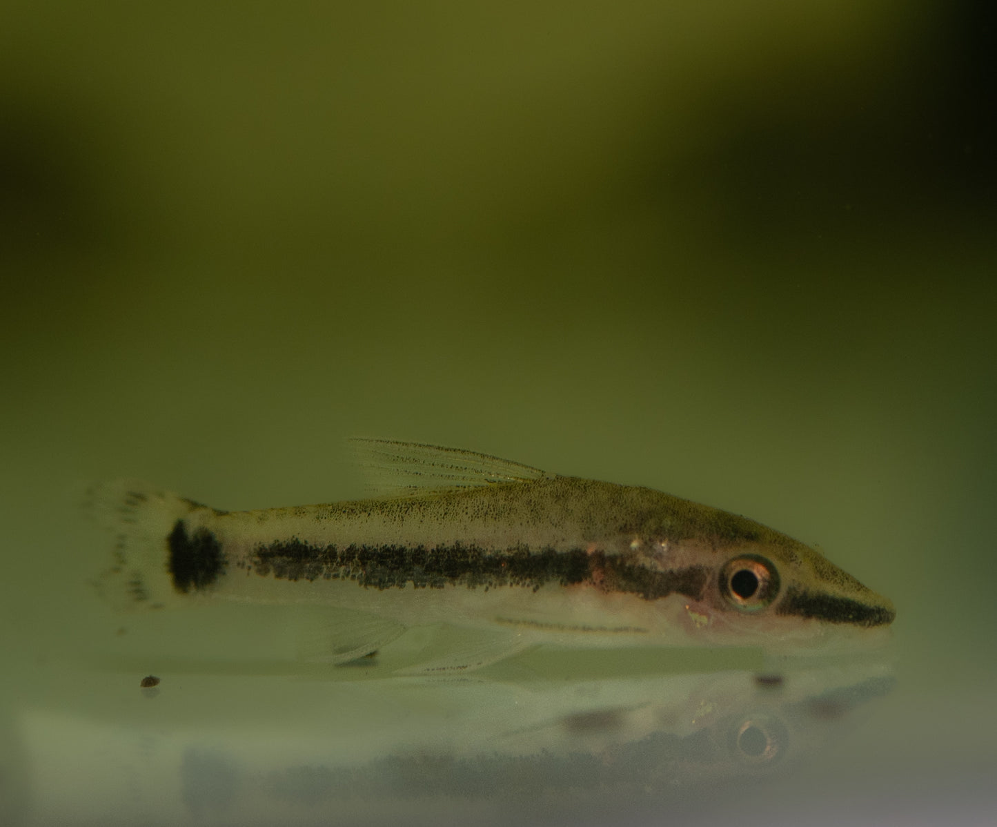 Otocinclus Catfish