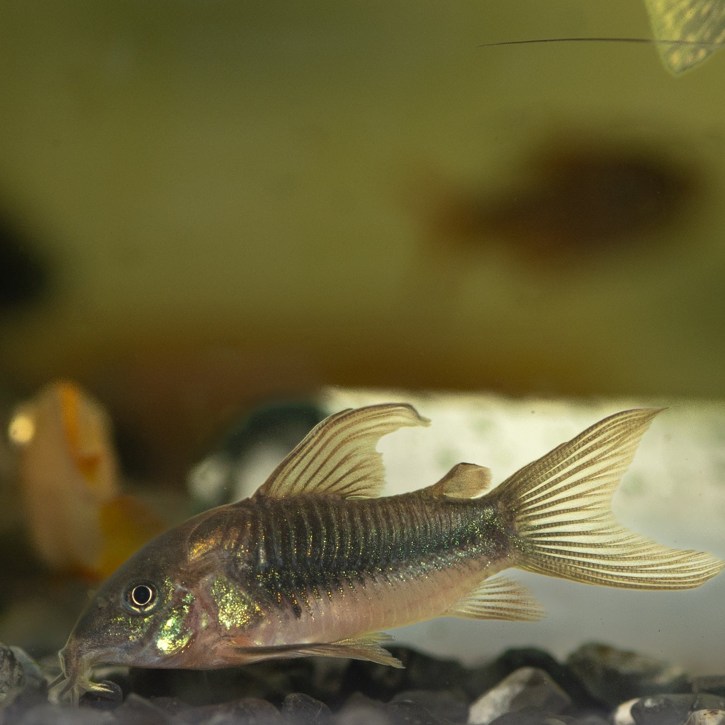 Green Cory (Corydoras Brochis Splendens)