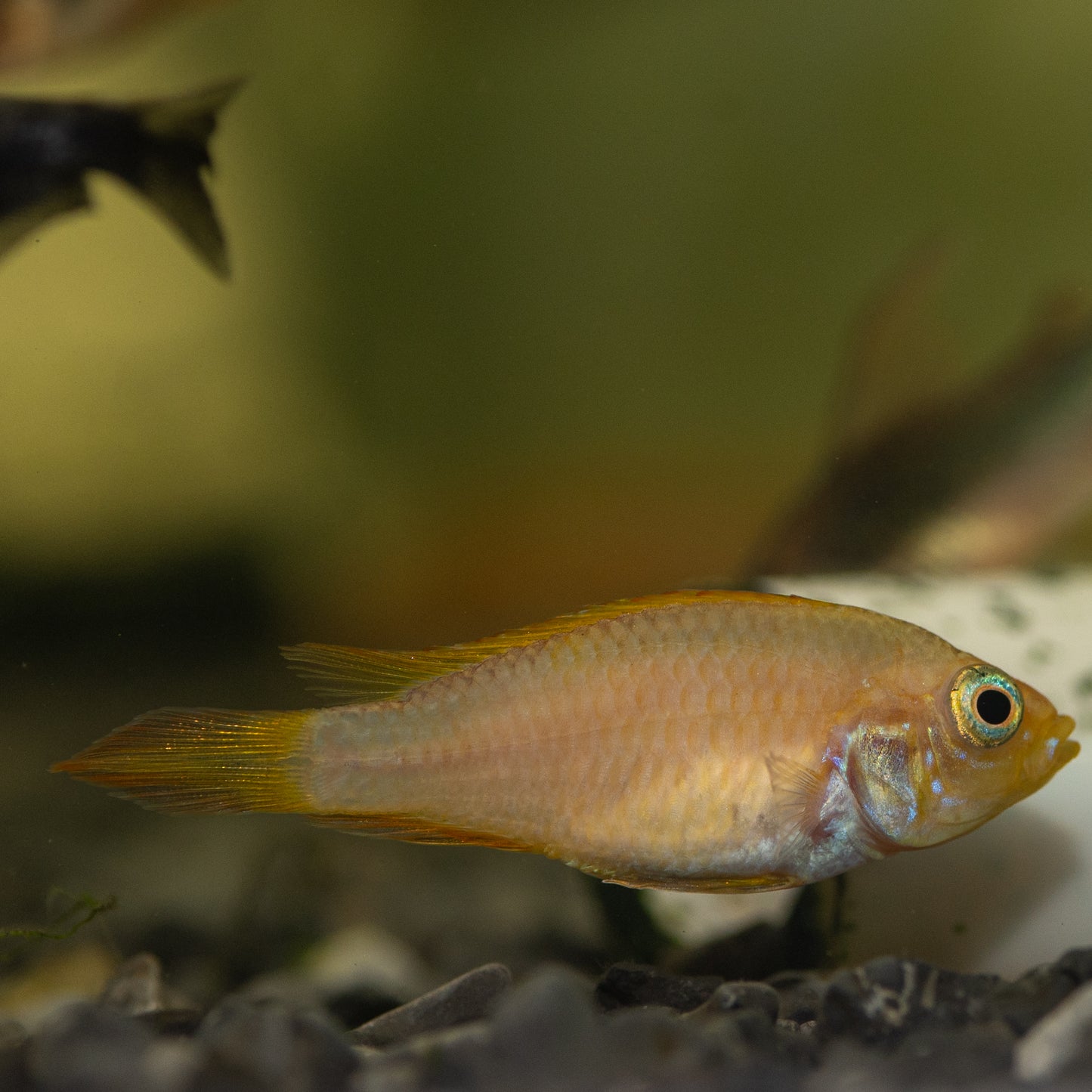 Apitogramma Agassizii Fire Red (Apistogramma Agassizii)