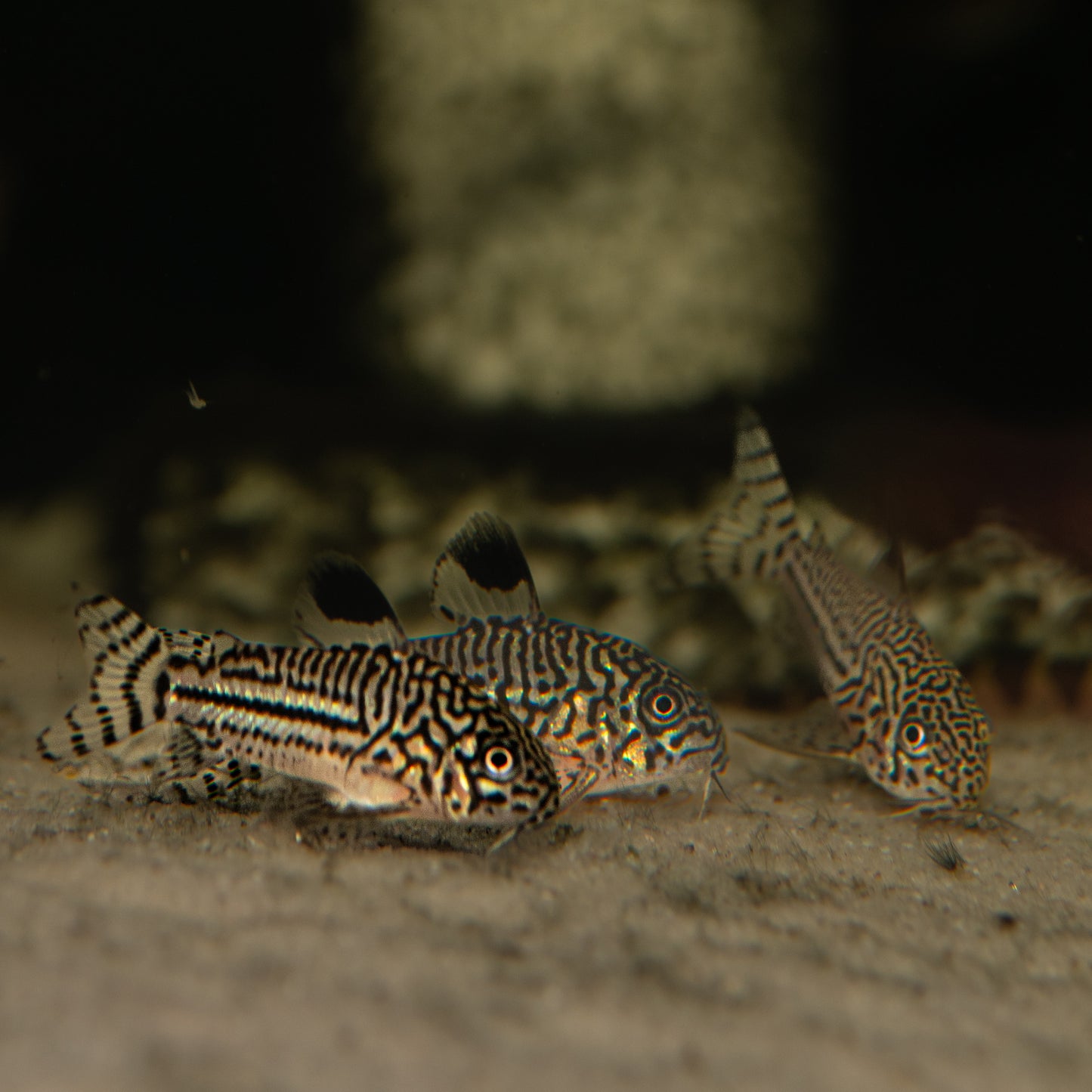 Julii  (Corydoras trilineatus)