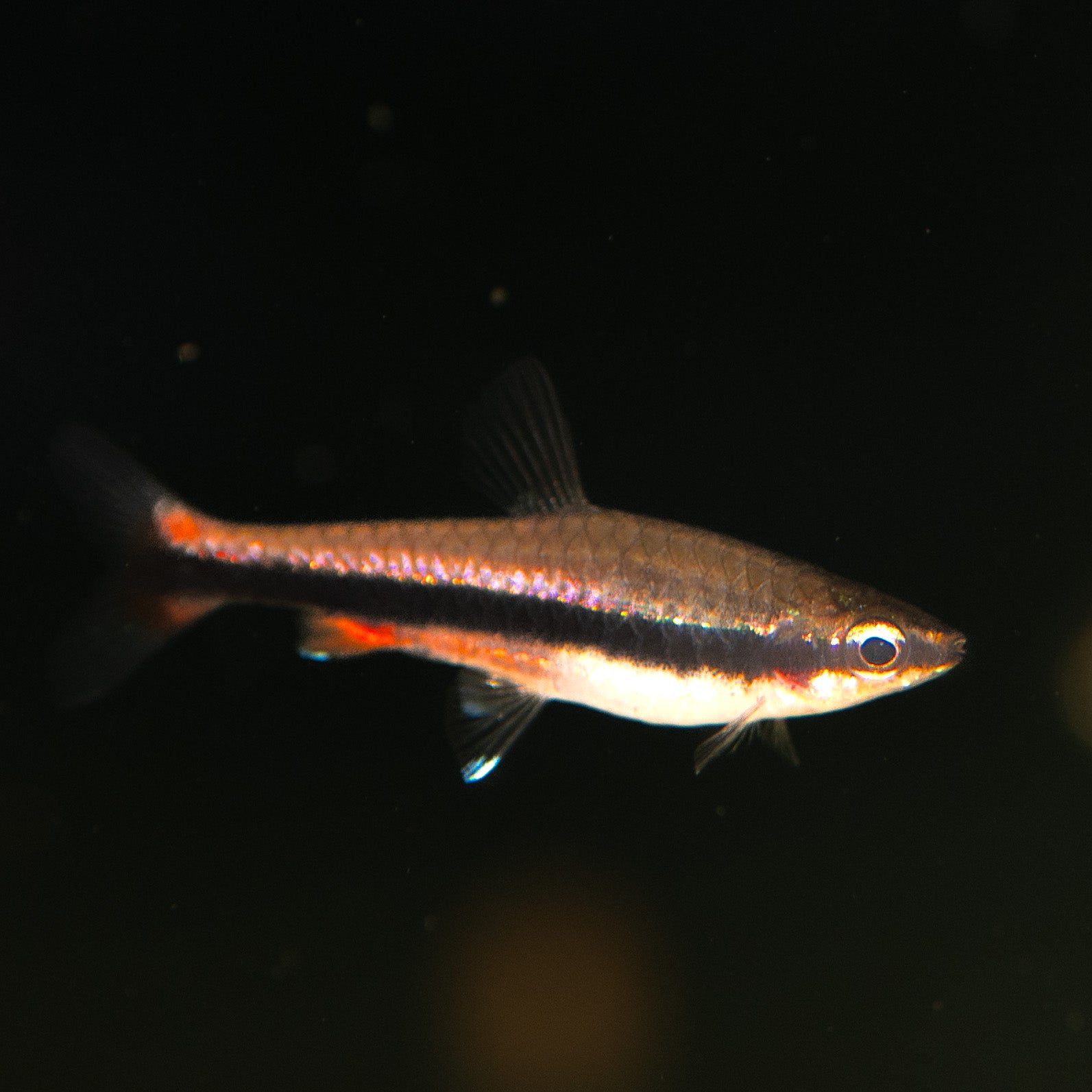 Buy Pencilfish Online – Tropical Aquarium