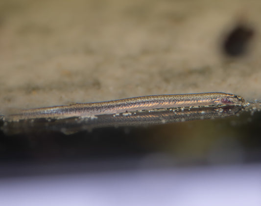 Golden Whiptail Kuhlii Loach