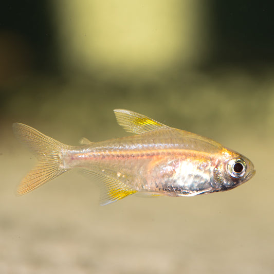 Lemon Tetra (Hyphessobrycon pulchripinnis)