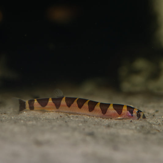 Kuhlii Loach Thai Giant (Pangio myersi)