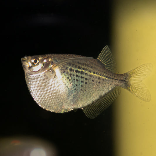 Silver Hatchet Fish (Gasteropelecus Sternicla)