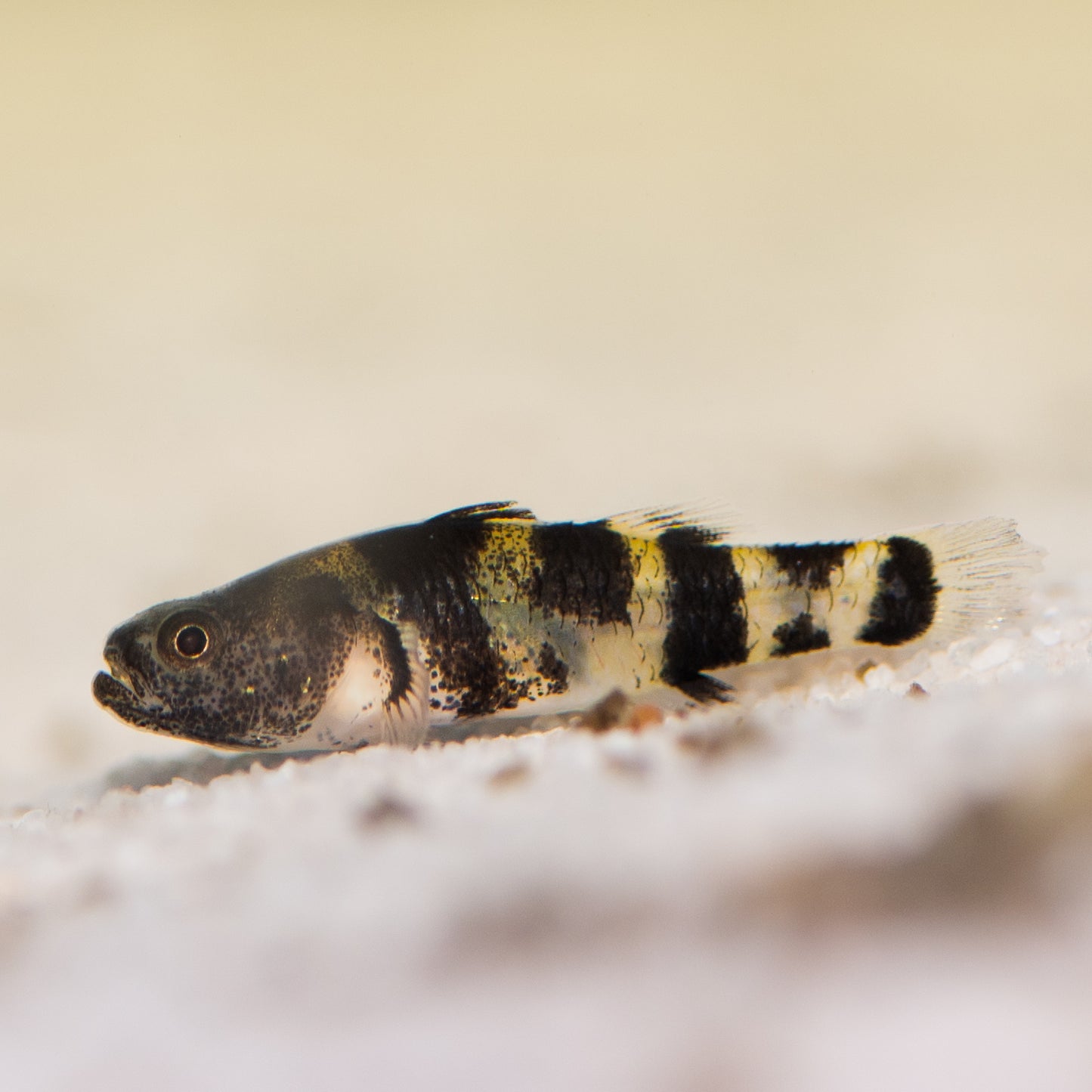 Bumblebee Goby  (Brachygobius mekongensis)