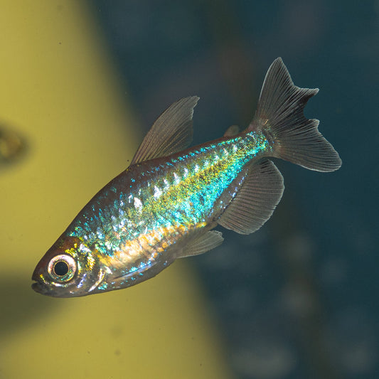 Congo Tetra  (Phenacrogrammus interruptus)