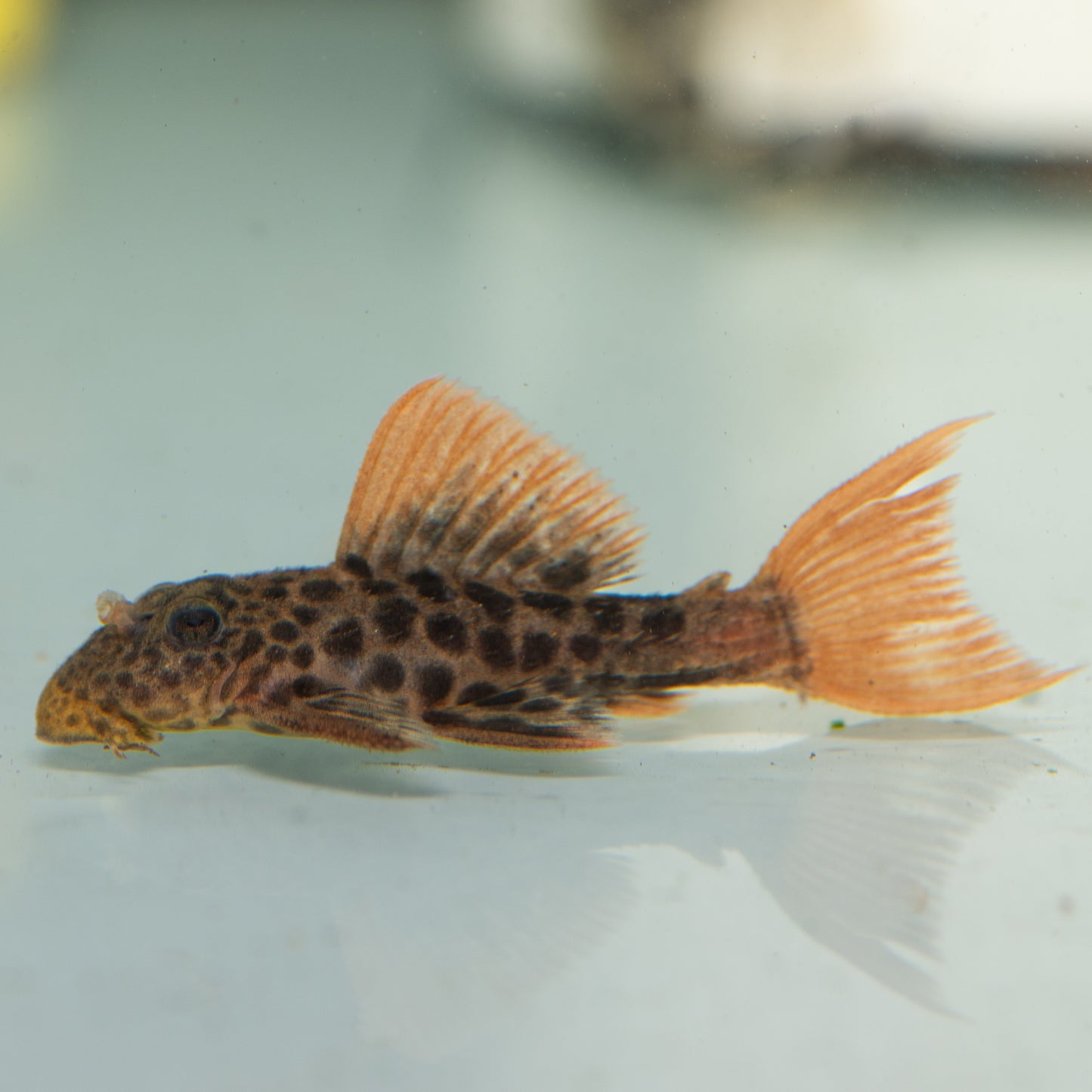 L600 Leopard Cactus Pleco (Pseudacanthicus leopardus)