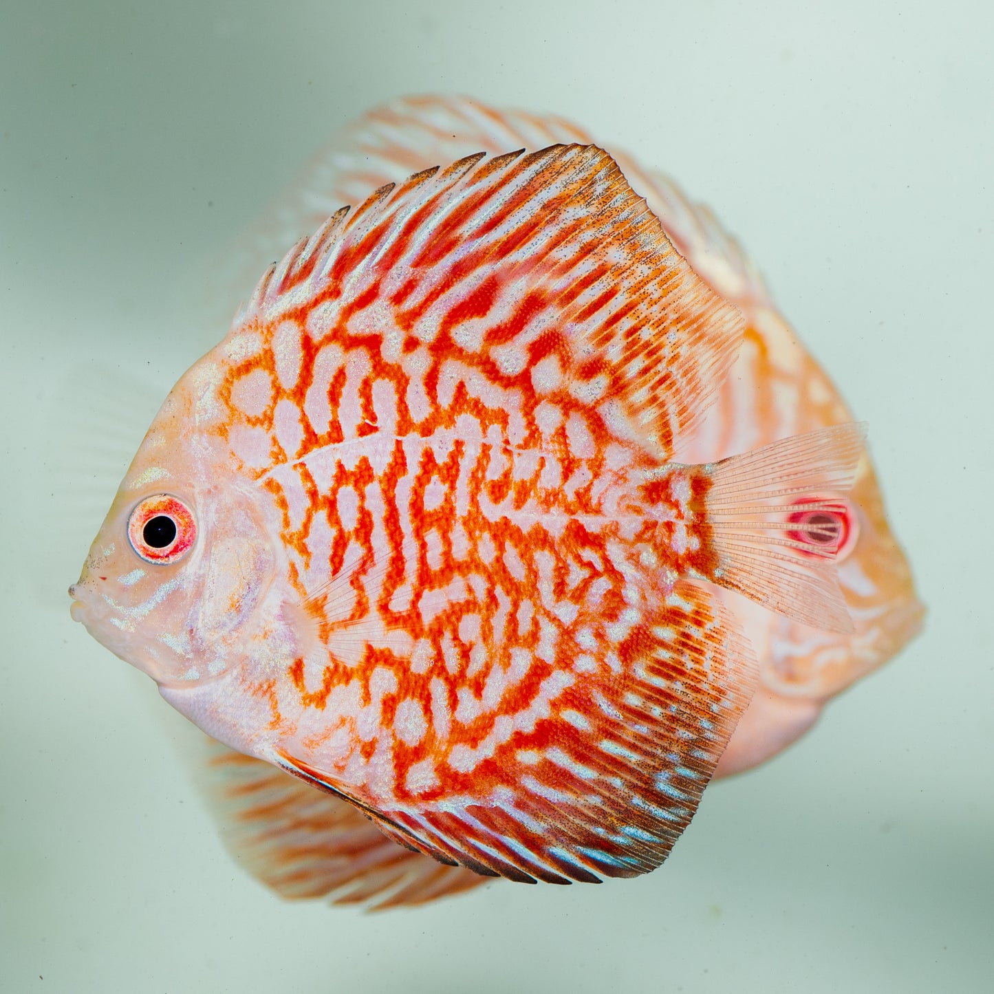 Red rafflesia Discus (Symphysodon sp.)