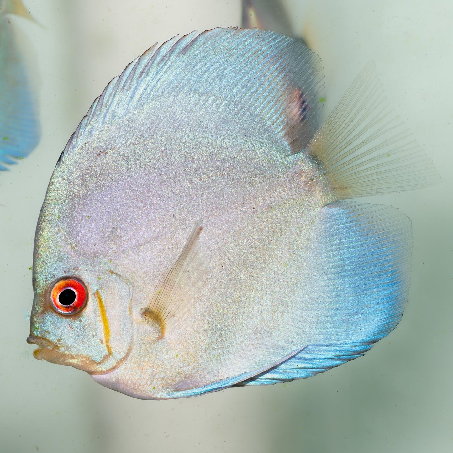 Blue Diamond Discus (Symphysodon sp.)