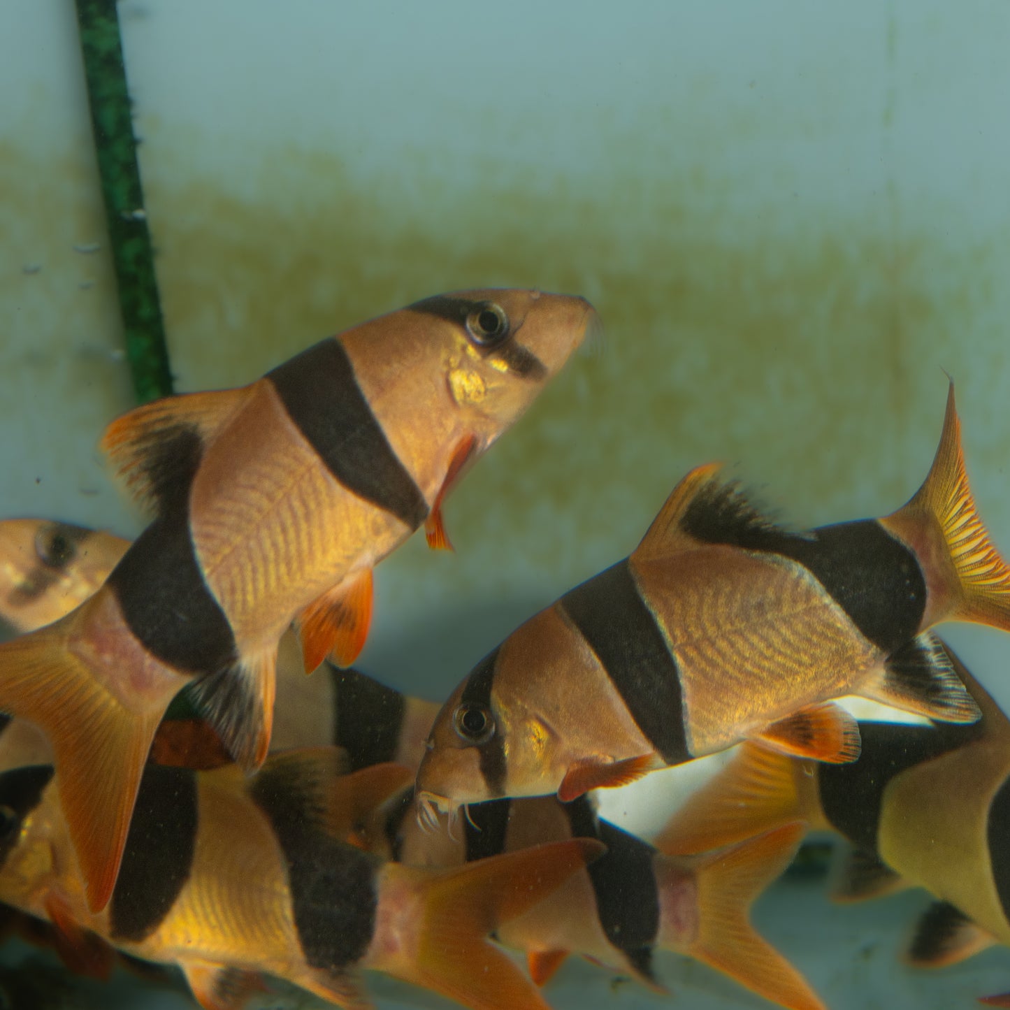 Clown Loach (Chromobotia macracanthus)