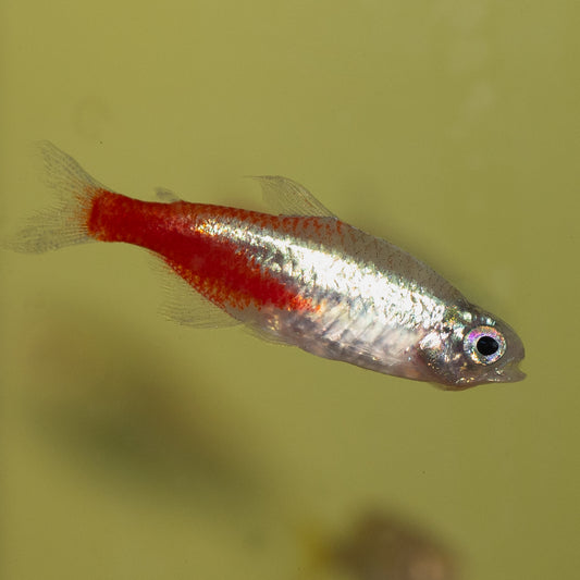 Diamond Neon Tetra (Paracheirodon innesi)