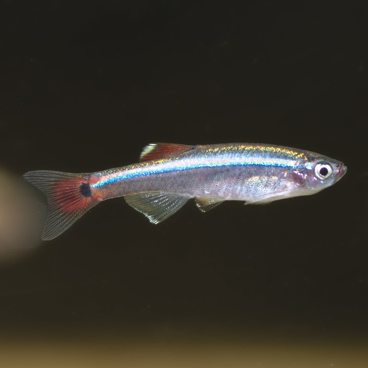 White Clouds /mountain minnows (Tanichthys albonubes)