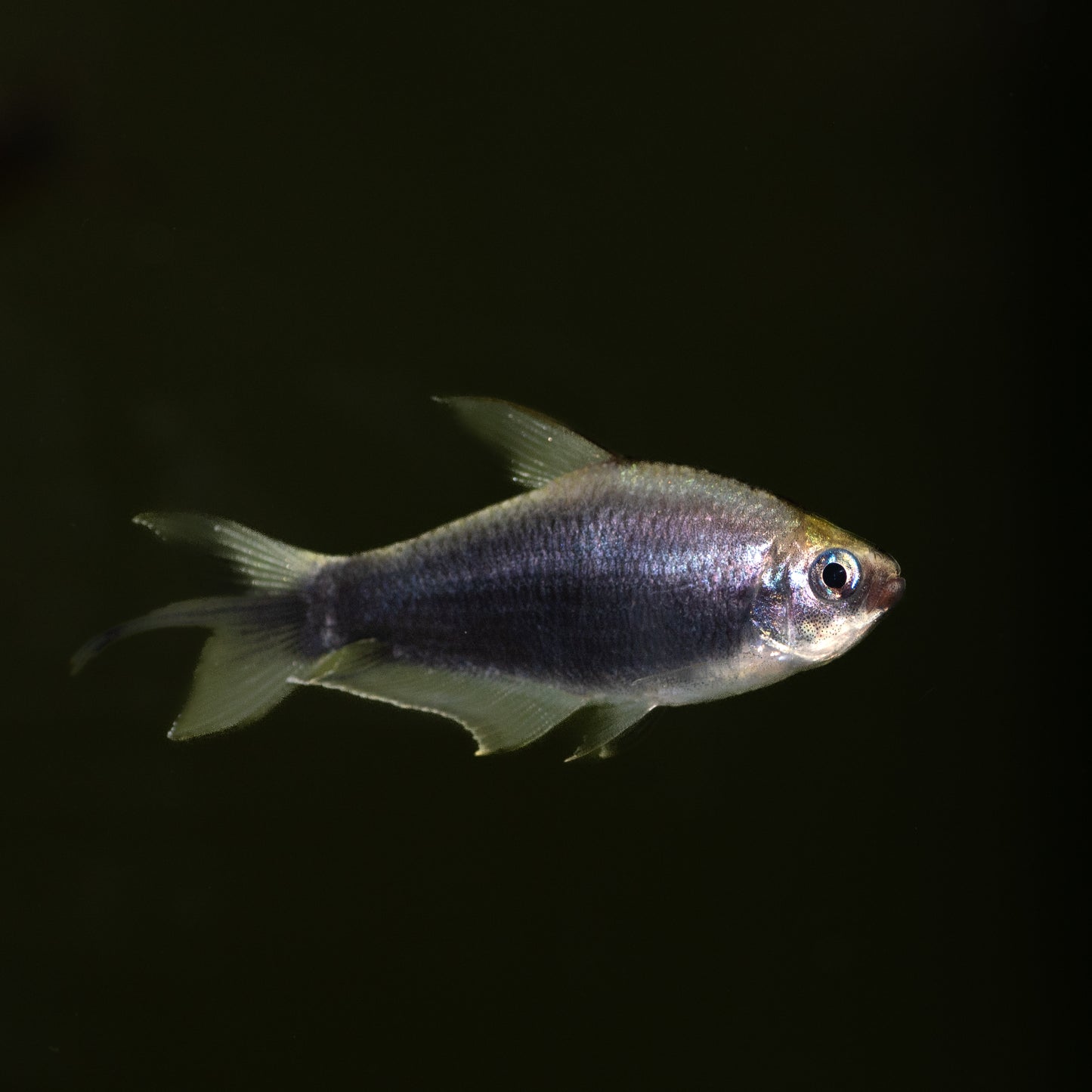 Black Emperor Tetra (Nematobrycon amphiloxus)