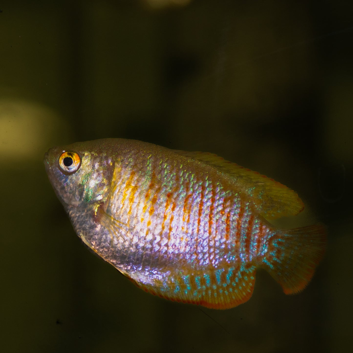 Dwarf Gourami (Trichogaster lalia)