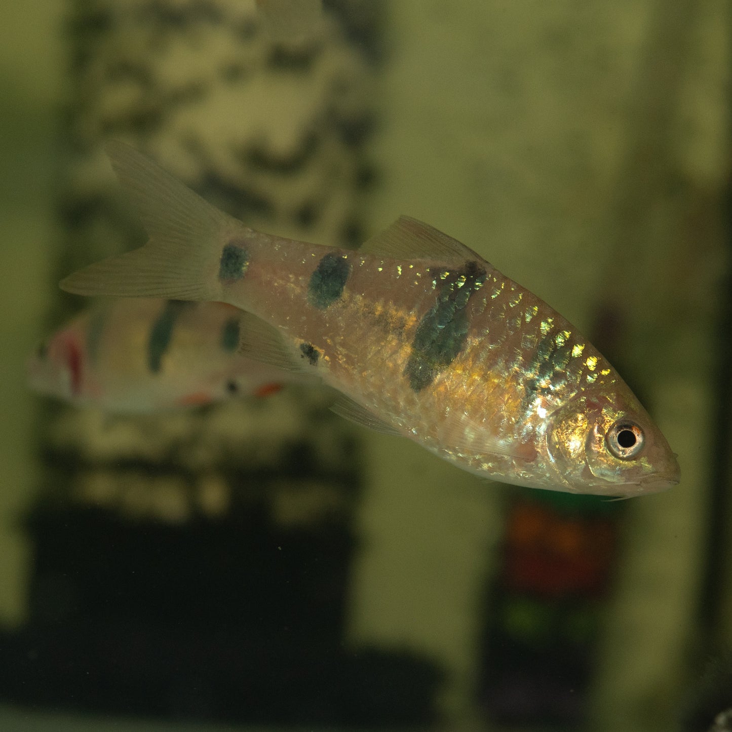 Clown Barb (Puntius everetti)