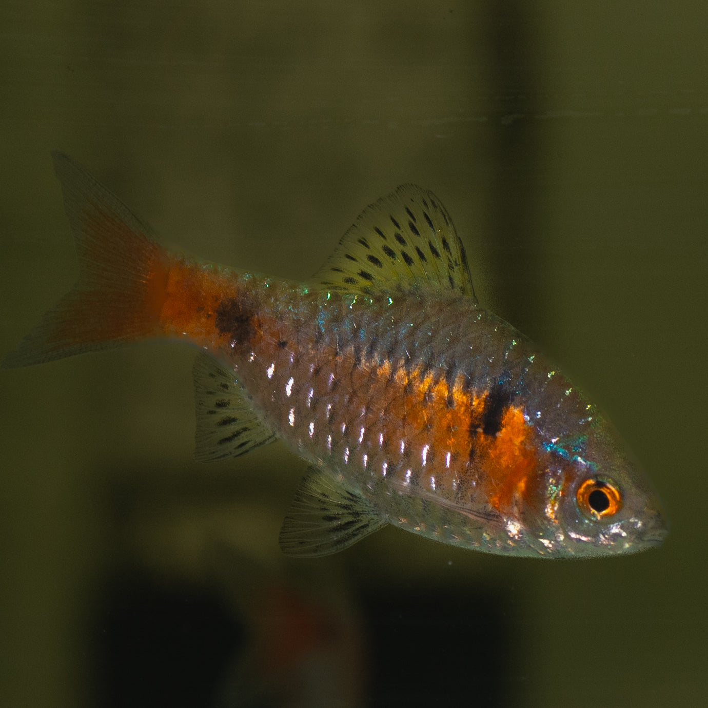 Odessa Barb (Puntius Ticto)