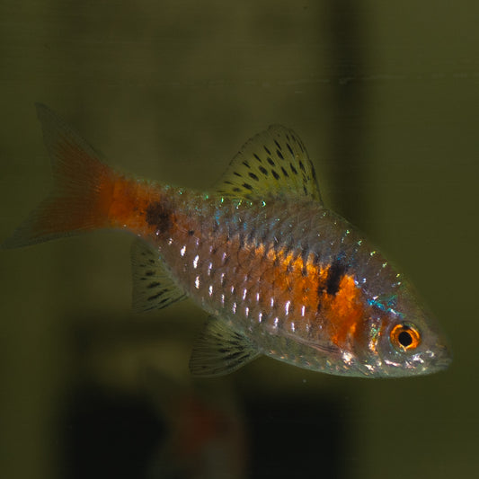 Odessa Barb (Puntius Ticto)