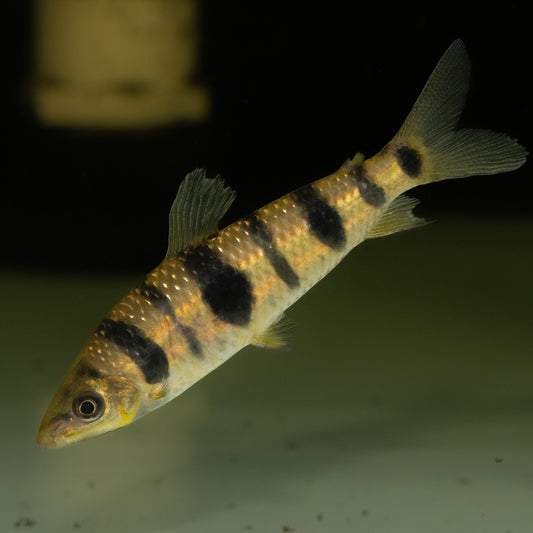 Leporinus Half Spotted (Leporinus maculatus)