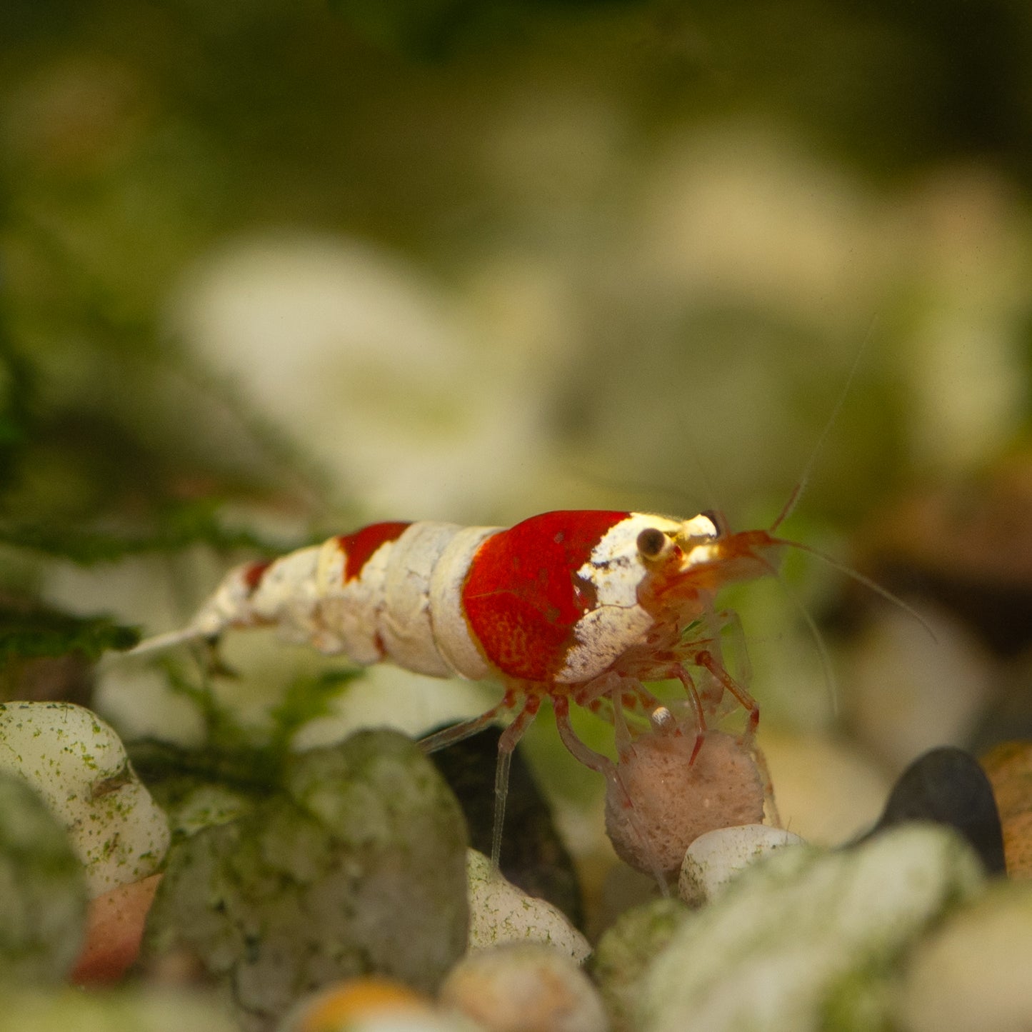 PRL shrimp Pure Red Line   (Caridina cf. cantonensis)