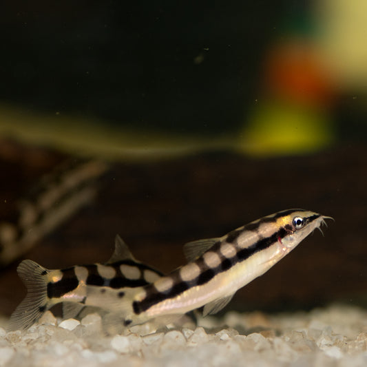 Dwarf Chain Loach (Ambastaia sidthimunki)