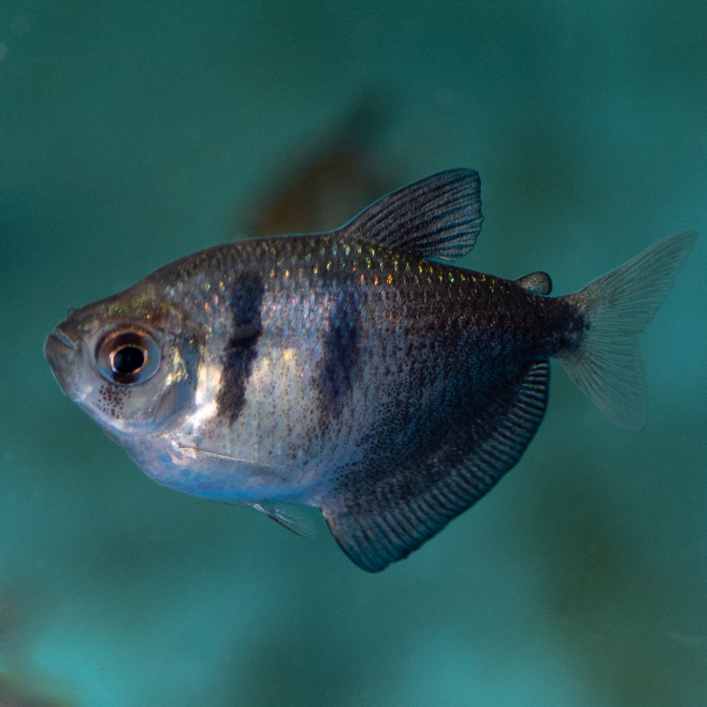 Black Widow Tetra (Gymnocorymbus ternetzi)