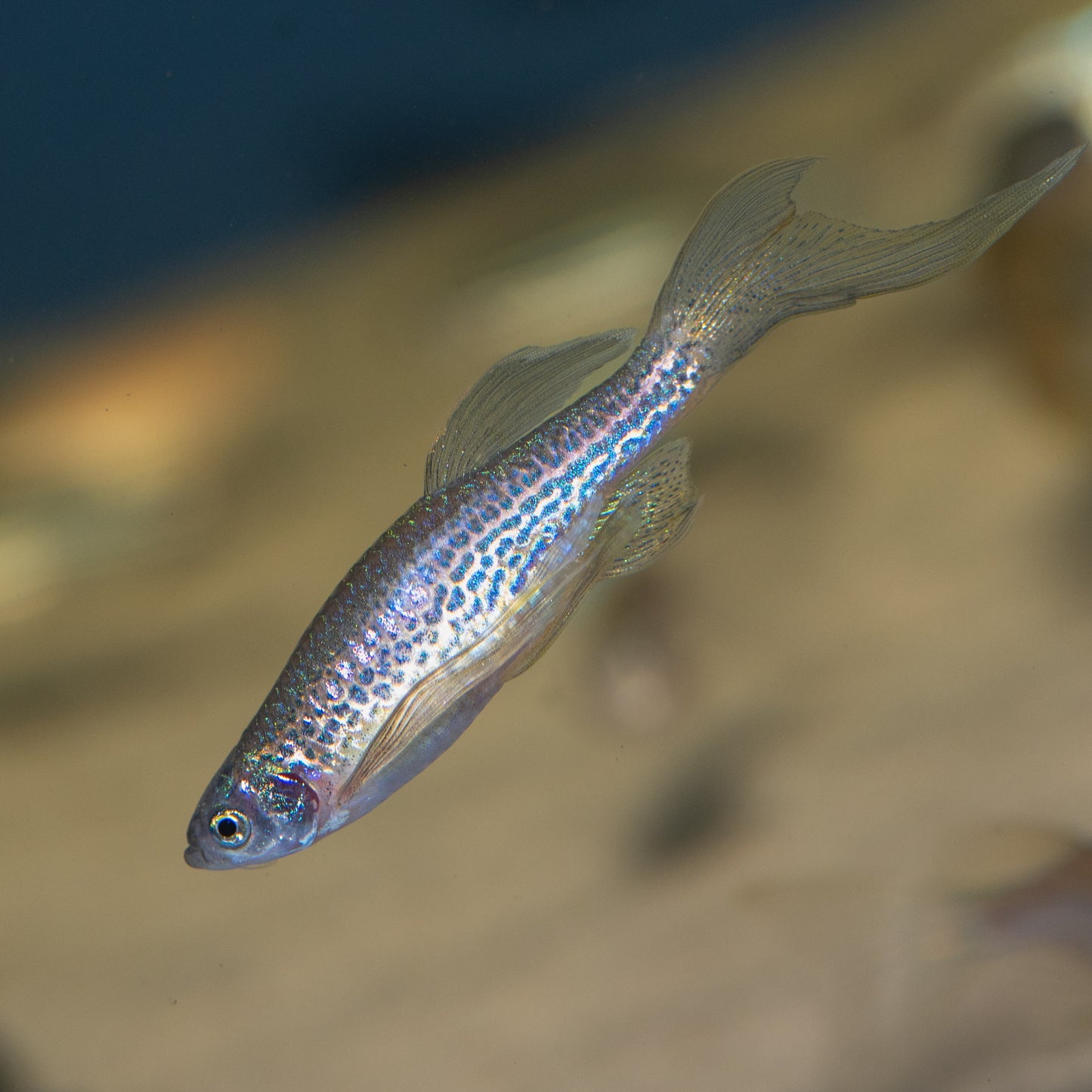 Assorted Long-fin Danio (Brachydanio sp.)