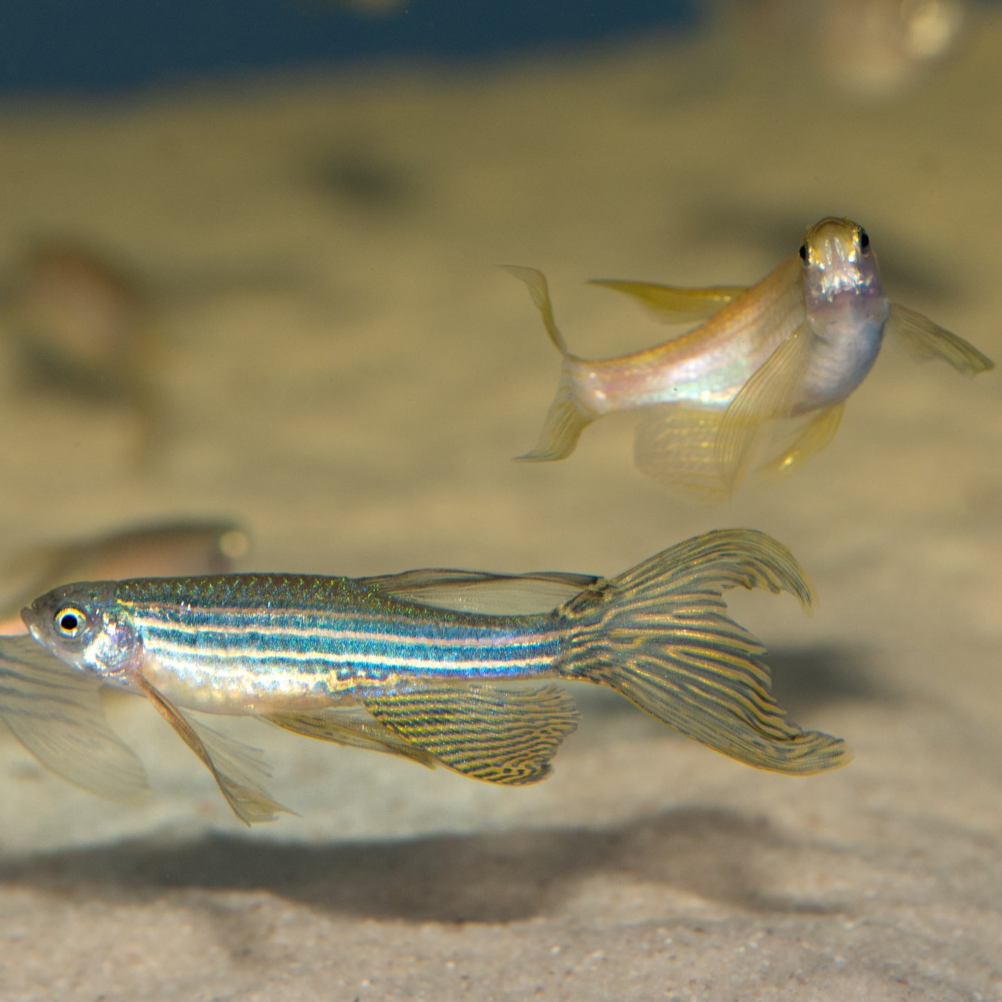 Assorted Long-fin Danio (Brachydanio sp.)