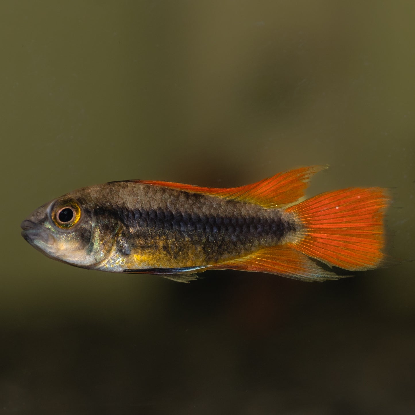 Apistogramma cacatuodes orange flash (Apistogramma cacatuoides)