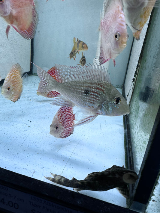 Sven’s Eartheater Cichlid (Geophagus sp. “Sveni”)