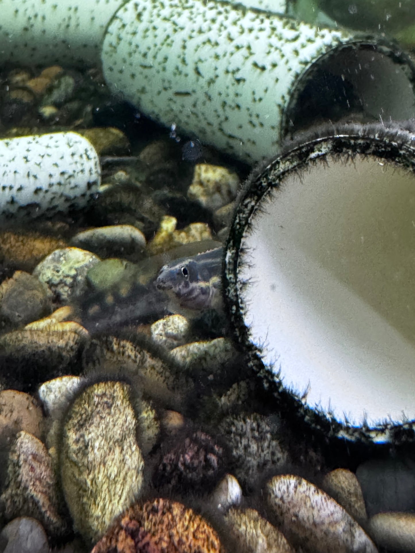 Fire EEL (Macrognathus aculeatus)