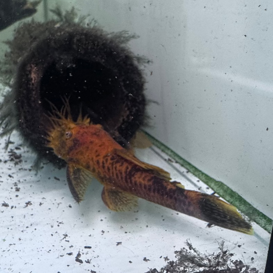 Calico Bristlenose