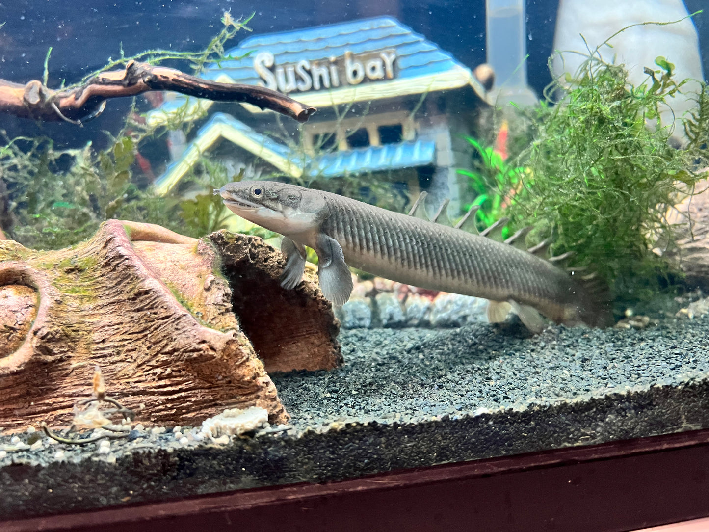 Senegal Bichir (Polypterus senegalus)