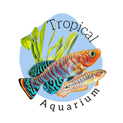 Tropical Aquarium