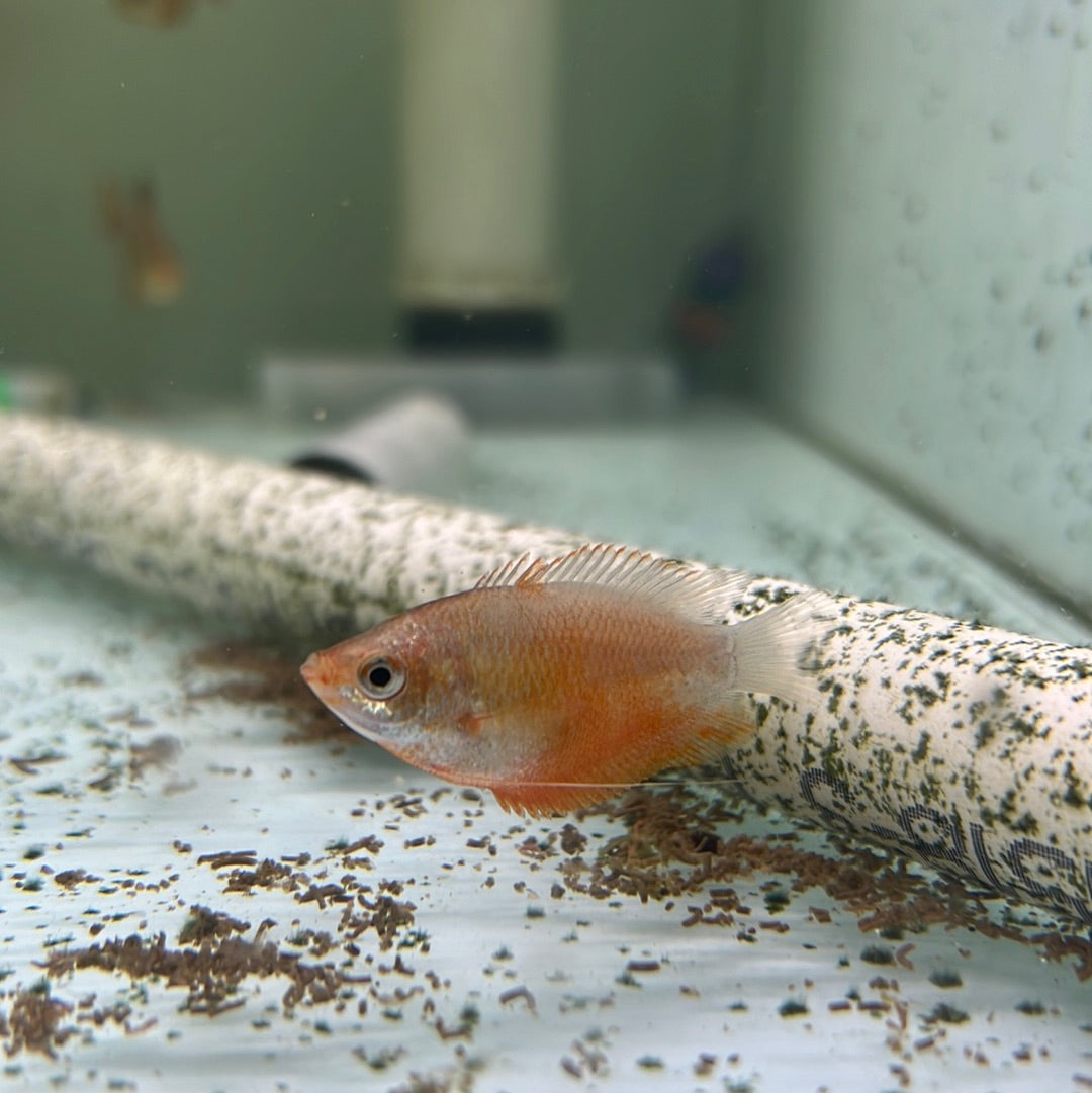 Red Honey Dwarf Gourami (Trichogaster chuna)