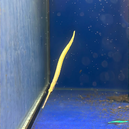 Pipefish Freshwater Short Snout (Doryichthys martensii) Tropical