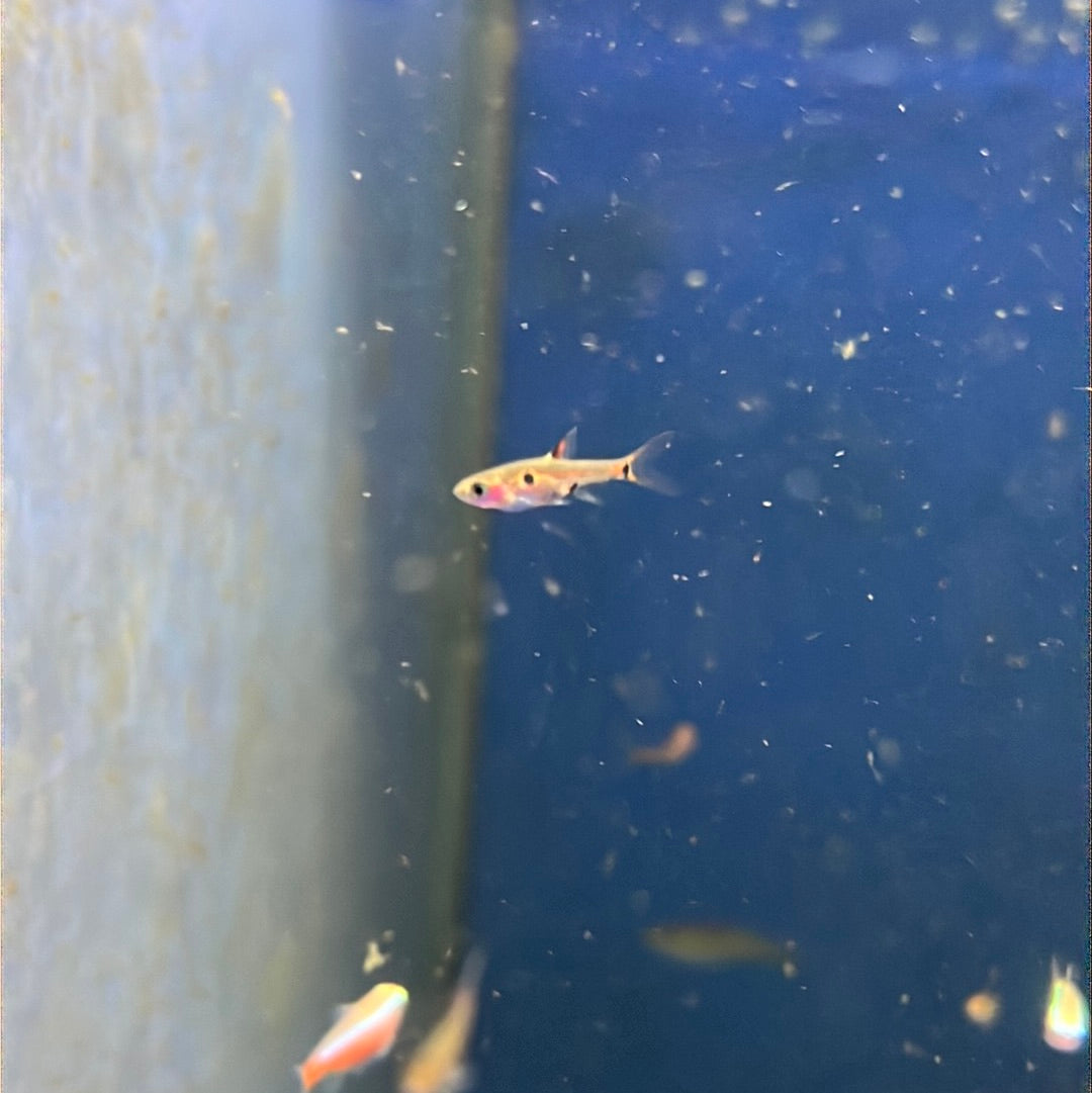 Maculata Rasbora (Boraras (Rasbora) maculatus)