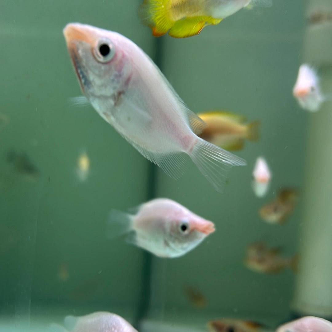 Pink Kissing Gourami  (Helostoma temminkii)