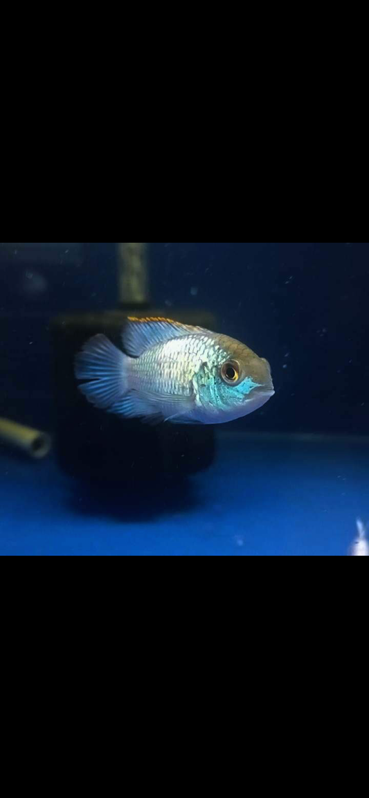 Neon Blue Acara (Andinoacara pulcher)