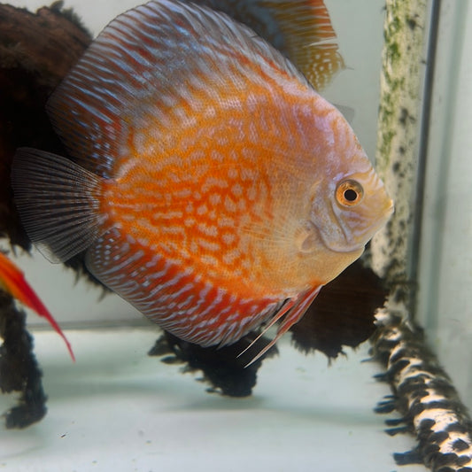 Red Pigeon Blood Discus (Symphysodon sp.)