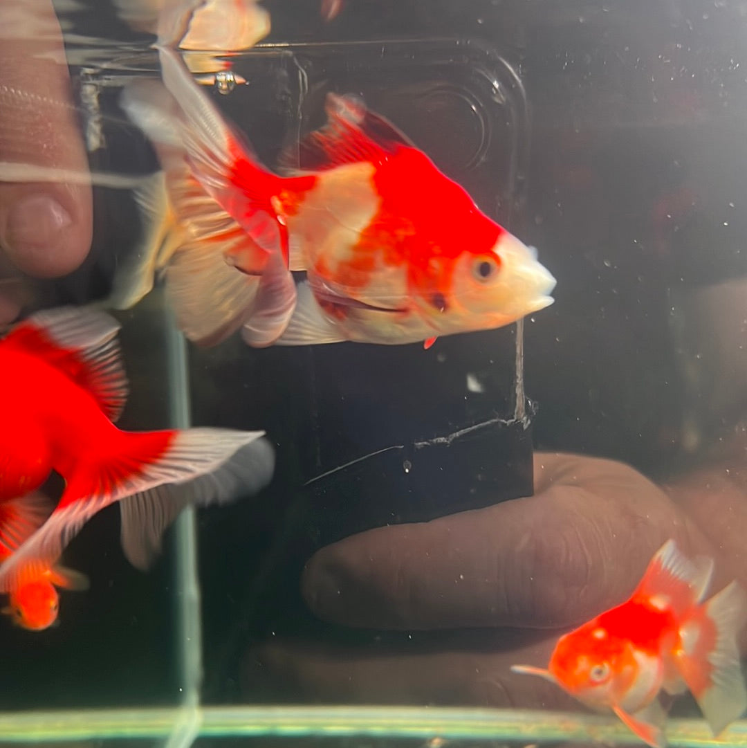 Assorted Ryukin Goldfish (Carassius Auratus)