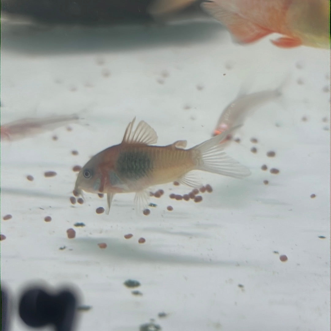 Venezuelan Orange Corydoras (Corydoras aeneus "Venezuela")