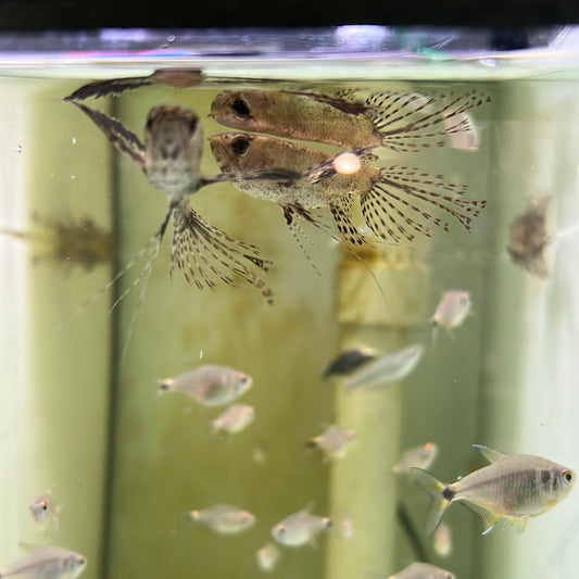 Butterfly Fish (Pantodon buchholzi)