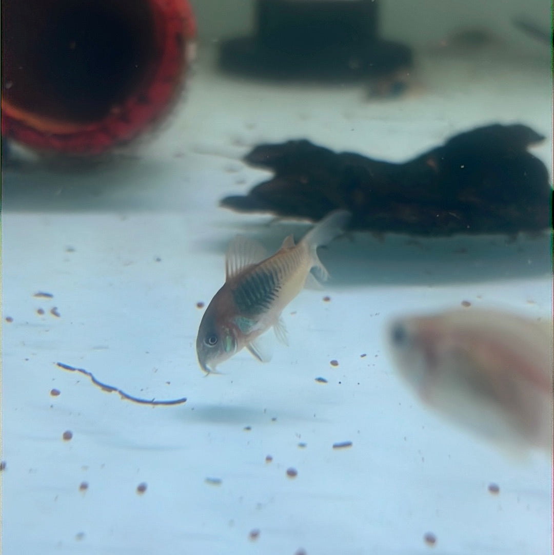 Venezuelan Orange Corydoras (Corydoras aeneus "Venezuela")