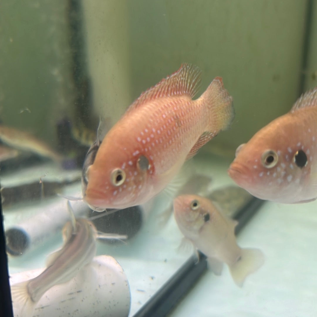 Red Forest Jewel  (Hemichromis lifalili)